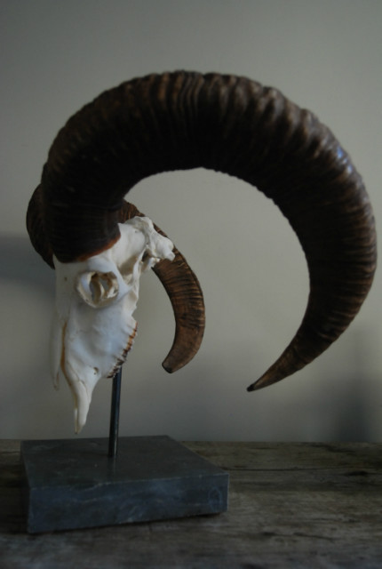 Big mouflon skull on a hard stone base