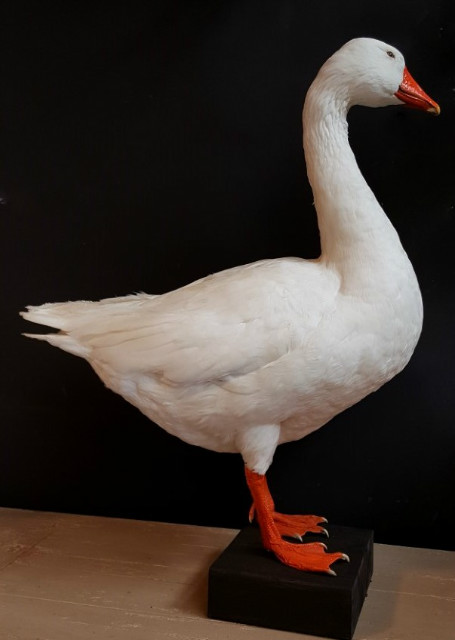 Big mounted goose