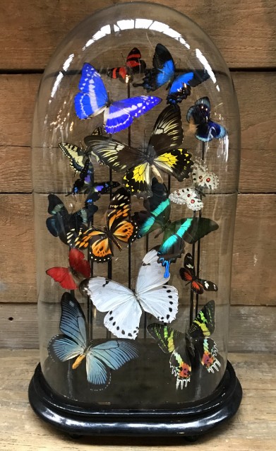 Big old bell jar with colorful mix of many butterfly species