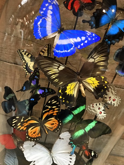 Big old bell jar with colorful mix of many butterfly species