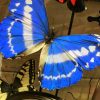 Big old bell jar with colorful mix of many butterfly species