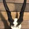 Head of a hare with antlers