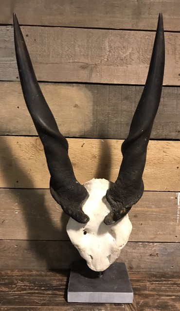 Großer Schädel eines Eland antilope.