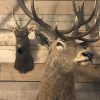 Jagd trophea ein kapitales rothirsch