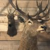 Big taxidermy head of a deer