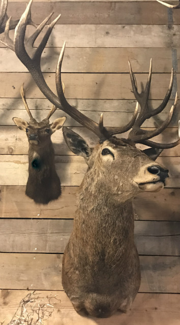 Big taxidermy head of a deer