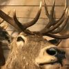 Big taxidermy head of a deer