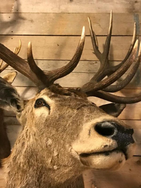 Big taxidermy head of a deer