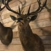 Big taxidermy head of a deer