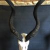 Gebleichte Schädel eines großen Kudu