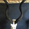 Bleached skull of a big kudu on a pedestal