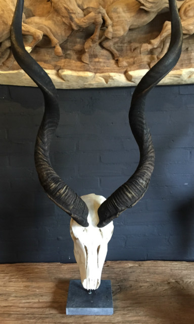 Gebleekte schedel van een grote kudu