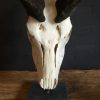 Bleached skull of a big kudu on a pedestal