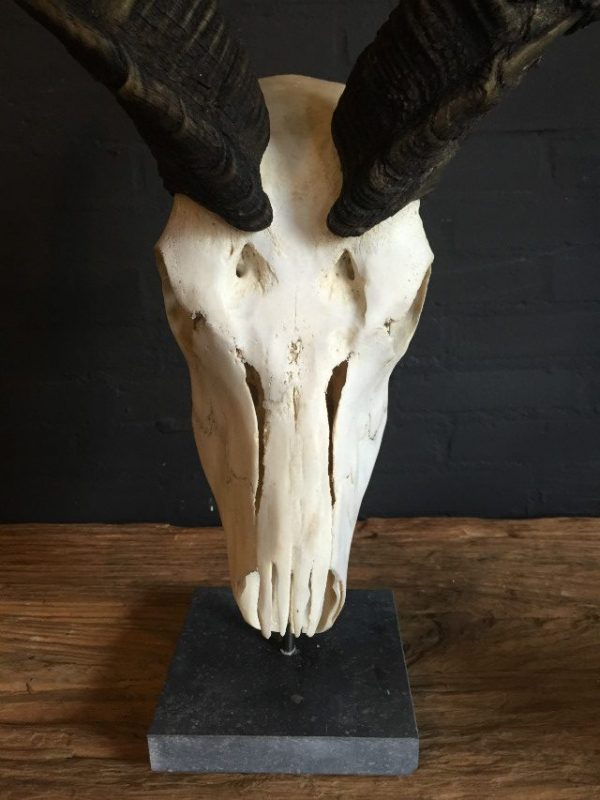 Bleached skull of a big kudu on a pedestal