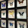 Butterflies in wooden frame