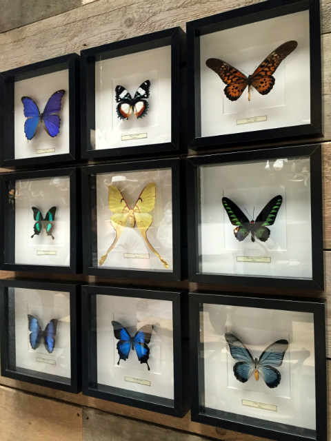 Butterflies in wooden frame