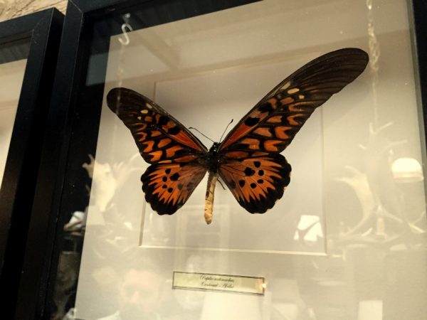 Butterflies in wooden frame