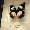 Butterflies in wooden frame