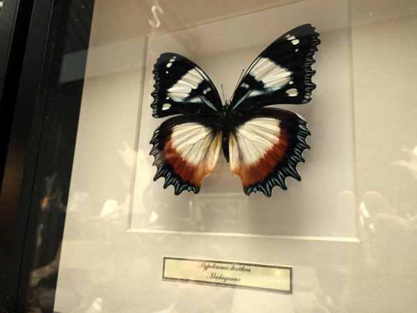 Butterflies in wooden frame