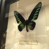 Vlinders in houten frame