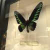 Butterflies in wooden frame