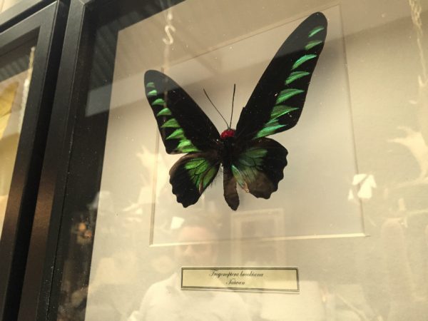 Butterflies in wooden frame