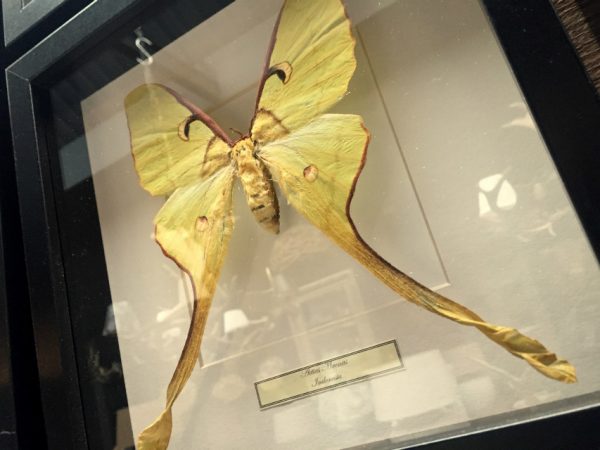 Butterflies in wooden frame