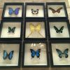 Butterflies in wooden frame