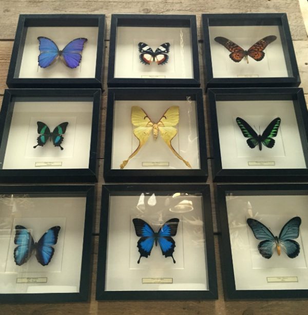 Butterflies in wooden frame