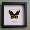 Vlinder in houten frame (Morpho Didius)