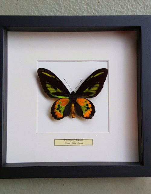 Vlinder in houten frame (Ornithoptera Rothschildi)