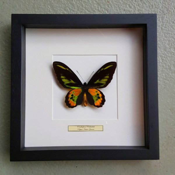 Schmetterling in Holzrahmen (Ornithoptera Rothschildi)