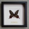 Butterfly in wooden frame (Morpho Didius)