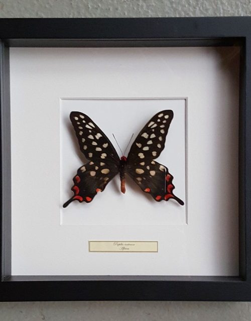 Butterfly in real wooden frame (Papilio Antenor)