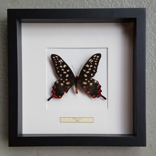 Schmetterling in Holzrahmen (Papilio Antenor)