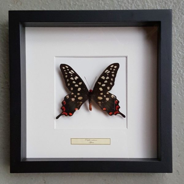 Vlinder in houten frame (Papilio Antenor)