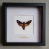 Schmetterling in Holzrahmen (Stichophthalmus Louisa Siamensis)