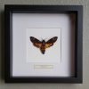 Vlinder in houten frame (Papilio Periclus Periclus)