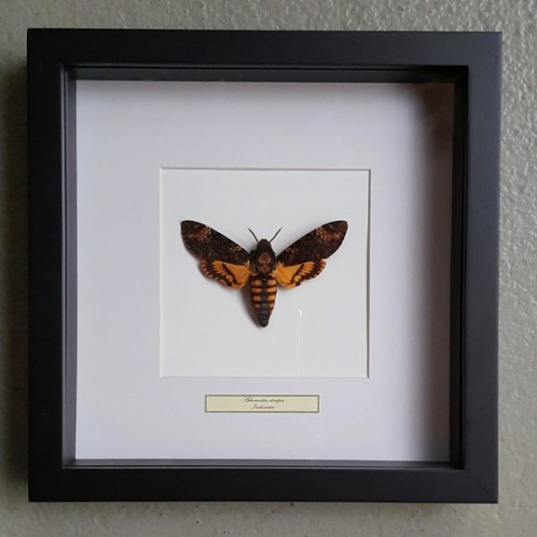 Butterfly in wooden frame (Acherontia Atropos)