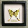 Butterfly in wooden frame (Caligo Martia)