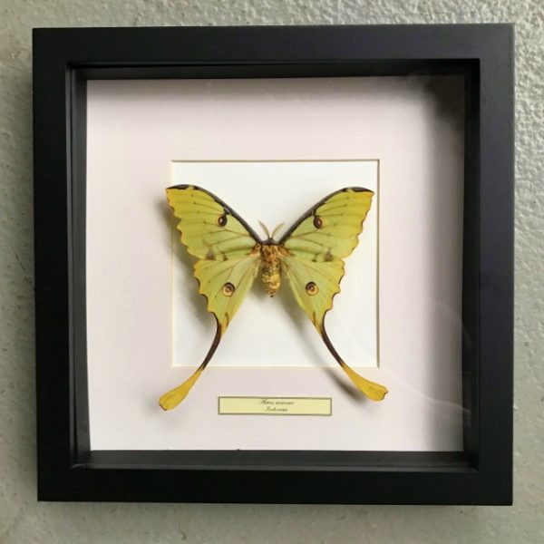 Butterfly in wooden frame (Actias Mimosa)