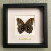 Vlinder in houten frame (Actias Mimosa)