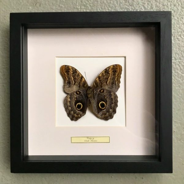 Vlinder in houten frame (Caligo Martia)