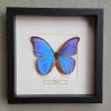 Butterfly in real wooden frame (Ornithoptera Rothschildi)