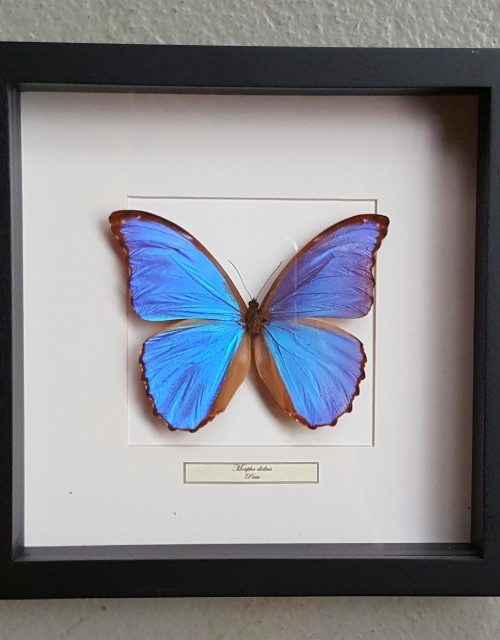 Vlinder in houten frame (Morpho Didius)