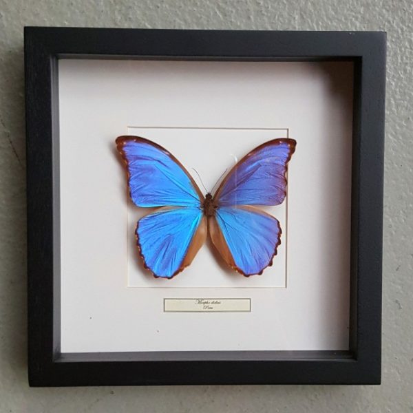 Butterfly in wooden frame (Morpho Didius)