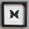 Butterfly in wooden frame (Urania  Leilus)