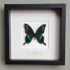 Butterfly in real wooden frame (Papilio Antenor)