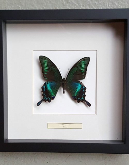 Vlinder in houten frame (Papilio Maackii)