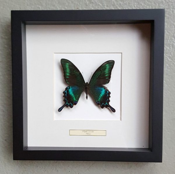 Vlinder in houten frame (Papilio Maackii)